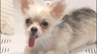 Barley’s Doggo Spa Day: Bathed, Groomed, and Ready to Impress! 🤍🛁🐾 FULL VIDEO