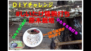 しいたけ原木栽培プロジェクト：DIY!!