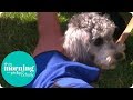 How to Keep Your Pets Cool in Summer | This Morning