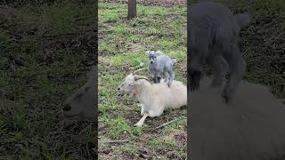 Kid Goat Vs. Patient Mom Goat 🐐😂