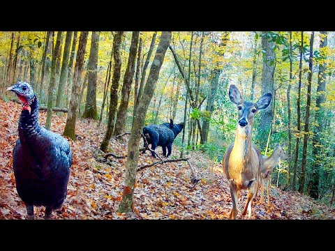 Wild Hogs and Turkeys Everywhere! Trail Camera Fall 2024