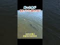 恐怖！釣った魚に巨大魚が襲いかかってきた！【ルアー釣り・エリアトラウト・管理釣り場】／HartDesign(ハートデザイン)#shorts