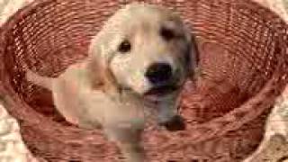 Billy The Talking Dog