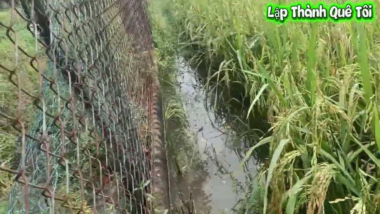 Chiều quê đi thăm lợp cua về cho gia đình nấu canh khoai môn....