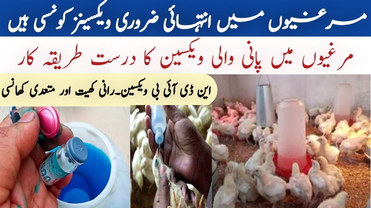Chicken Live Vaccination | Poultry Vaccination schedule 