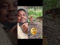 Monitor lizard against hunting dogs in action🎥 #wildlife #animals #nature #viral #viralvideo #fyp