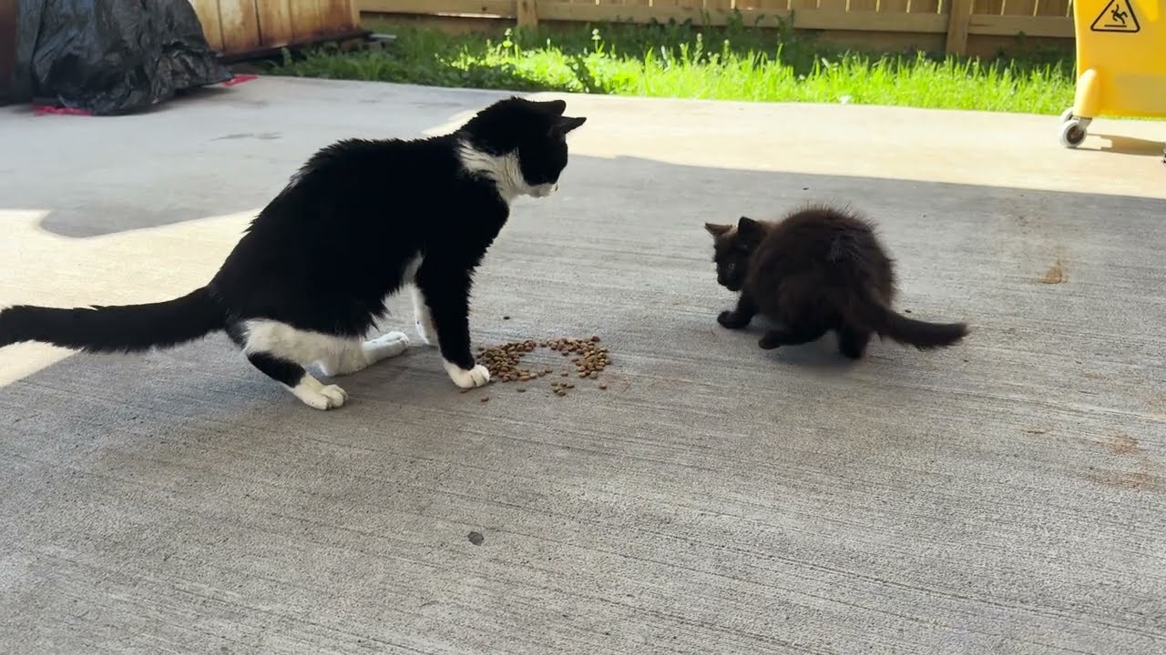 A new cat addition to the family 💢(3 Feb 2025)