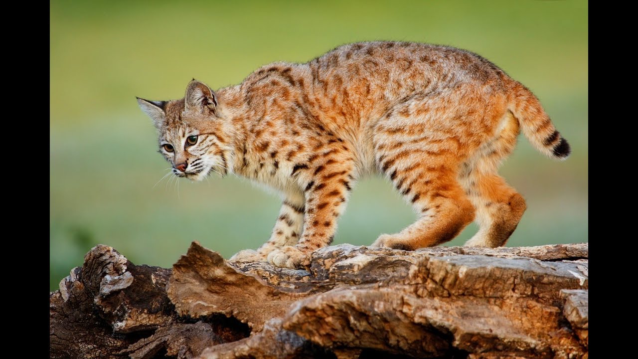 bobcat