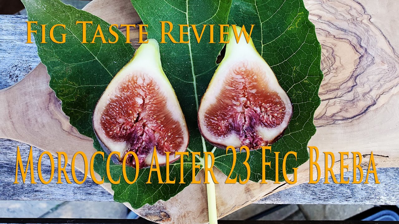 Fig Taste Review: Morocco Alter 23 Breba Fig