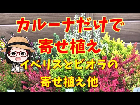Colorful flower arrangements without flowers. 〇 Ultra-low