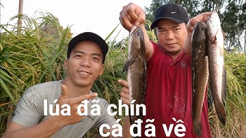 Đi săn cá lóc đồng vào mùa lúa chính