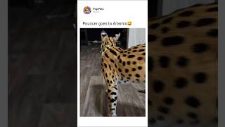 Pouncer goes to Artemis😅