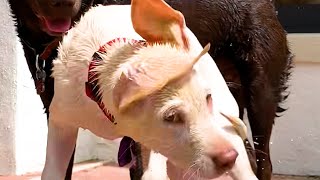 Puppy Gets Her First Swimming Lesson From Her Big Dog Sister The Dodo