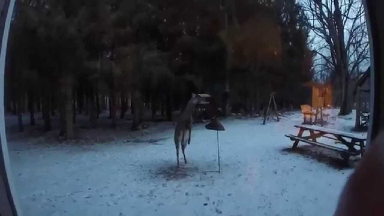 Must See Deer Proof Bird Feeder Fail Youtube