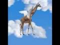 Giraffes In The Air 