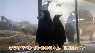 オウサマペンギンの赤ちゃんライブカメラ（2026/10/21）