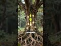 Underground Fungi: Nature’s Internet Revealed