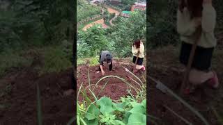 Amazing Agriculture Working satisfying tools skill 4