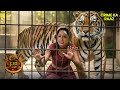क्या CID बचा पायेगी Purvi को जादुई आदमखोर Tiger से? || CID | सी.आई.डी | Latest Episode