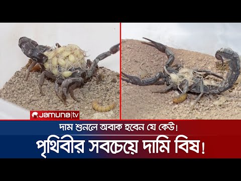 ভিডিও: একটি সন্ন্যাসী কাঁকড়ার ভালো নাম কী?