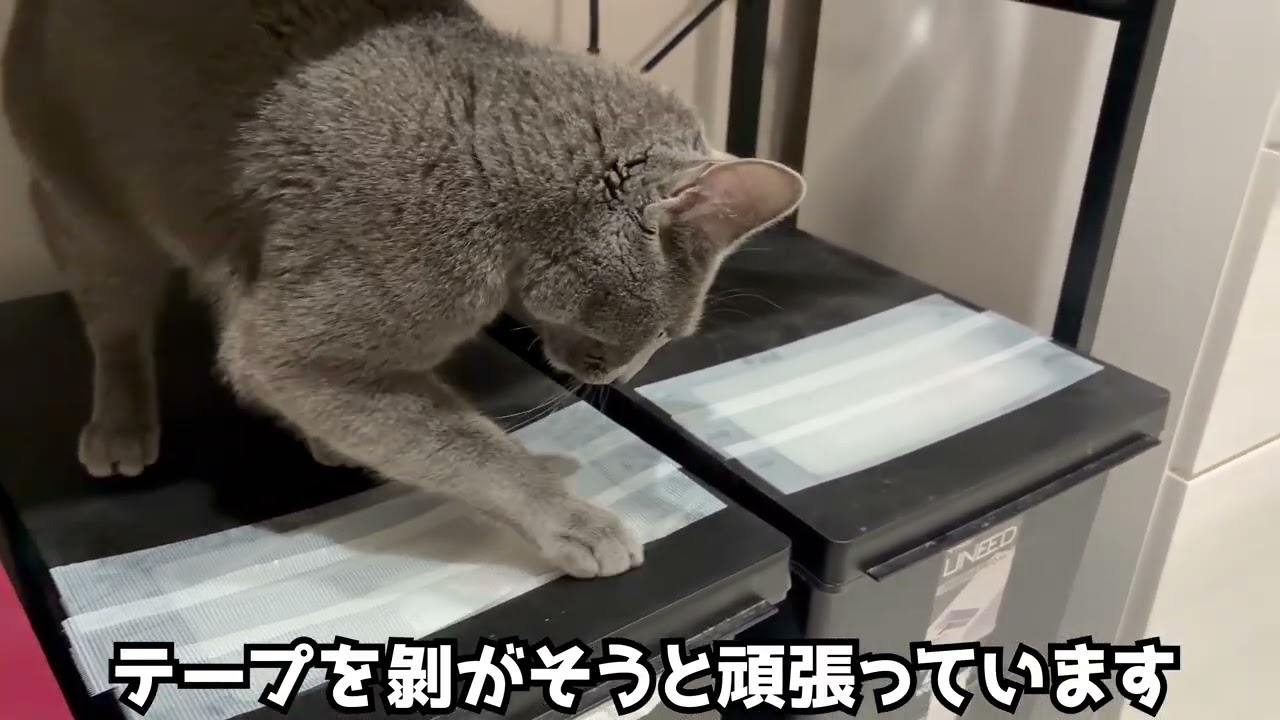 【ゴミ箱】諦めないにゃーす！