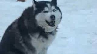 Howling good time