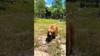 Syrian Brown Bear Running!