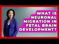 What Is Neuronal Migration In Fetal Brain Development? - Brain Development Hub
