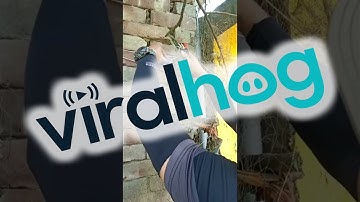 Rescuing a Golden Back Woodpecker From a Fishing Net || ViralHog