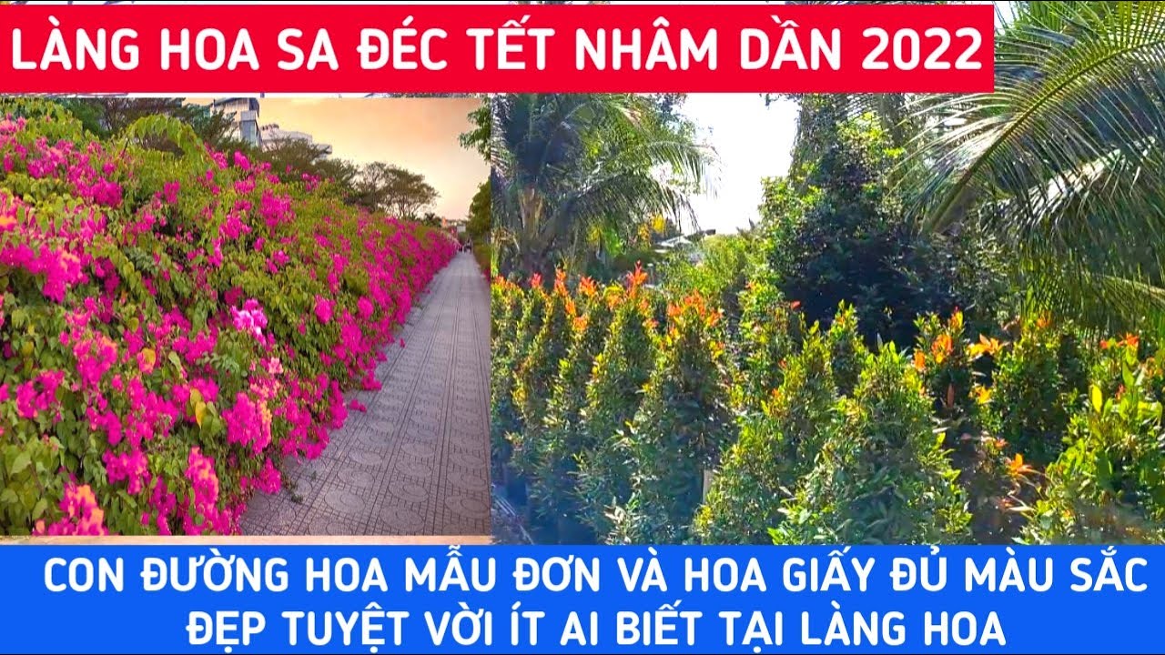 LÀNG HOA SA ĐÉC TẾT 2022 - CON ĐƯỜNG HOA MẪU ĐƠN VÀ HOA GIẤY KIỂNG ĐẸP TUYỆT VỜI TẠI LÀNG HOA |KPVL