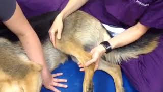 Kailua Gracilis Stretch