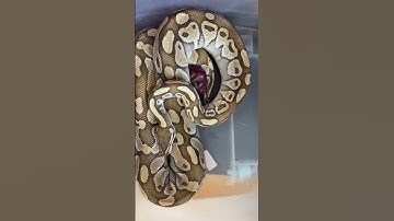 پرولپس تو بال بالغ 😭🐍 #reptile #ballpython #ballpythonsnake #پایتون # #مار pet #python