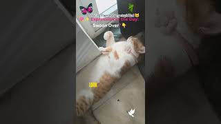 💘 Swoon Over 🐱#SpeakLikeANative #CatLovers #VoiceModulation #AdoptDontShop