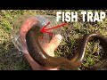 Eel CAUGHT IN WATER BOTTLE FISH TRAP!!