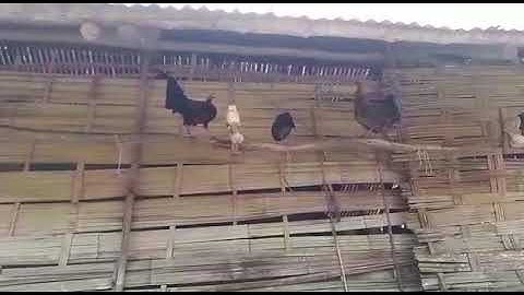 qaib qus qaib dib zoo heev..02054502004.