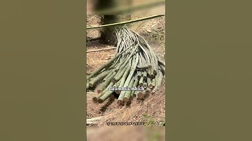 Cô gái 1 mình vẫn dễ dàng kéo bó tre xuống núi #shorts