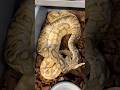 Stranger Clown DH Hypo Ultramel x Pastel Ultramel Het Clown during ovulation! #ballpython