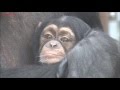 Chimpanzee Suzumi grooming her baby Mirai at Tobe Zoo