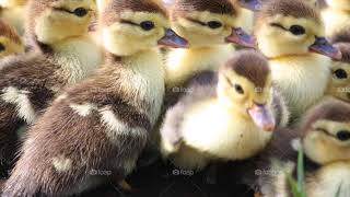 Los Lobos & Lalo Guerrero_El Pato