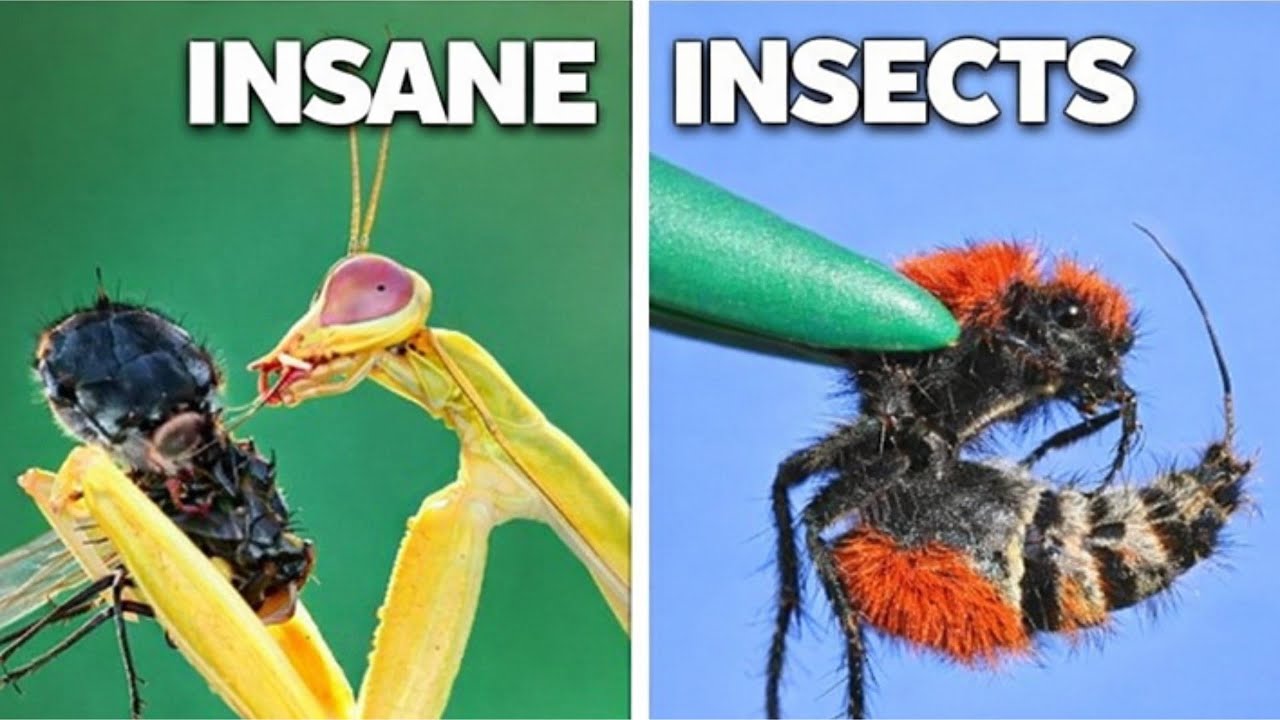 I Built Custom Homes for the World’s Most Exotic Insects 🐜🪲