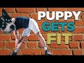 Husky Puppy Halo #4 -  Getting Fit and Eating Carbs #Shorts