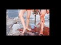 Woman Slaughter Animal Woman Butcher 