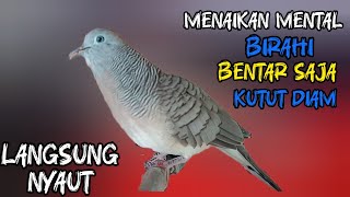 Download Lagu Perkutut Lokal Gacor Suara Besar Cocok Untuk Pancingan Semua Jenis Burung Perkutut Agar Bunyi MP3
