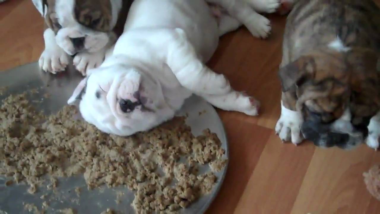 recovery pump RYDER PASSED OUT AT DINNER PLATE