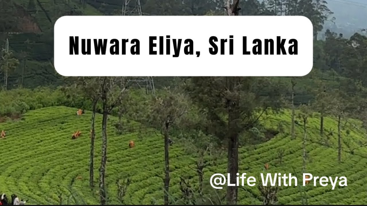 Nuwara Eliya, Sri Lanka 🇱🇰Tea Plantation, Temples, Waterfalls 