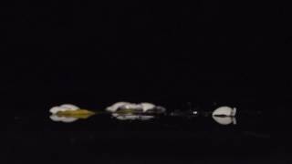 Egg drop in Slow Motion #2