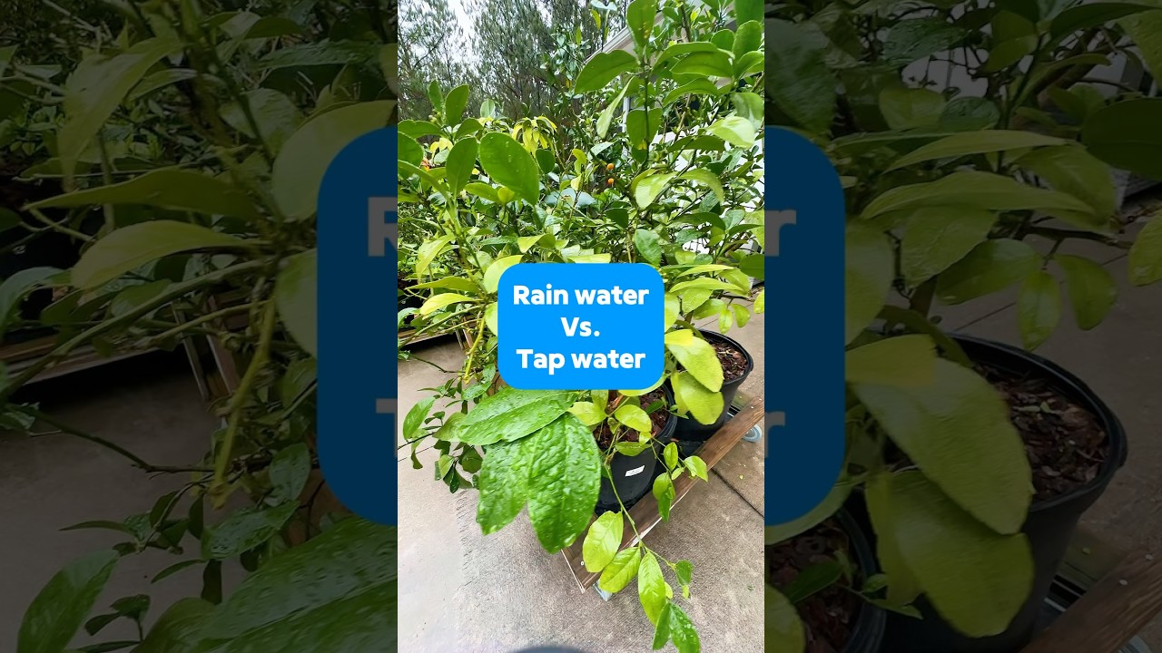 Rain water Vs. Tap water for plants 