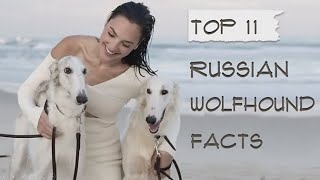 Top 11 Borzoi Russian Wolfhound Dog Facts