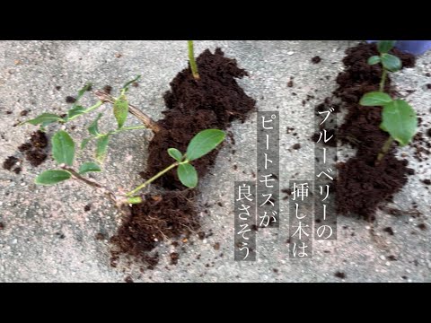 ブルーベリーの挿し木はピートモスが１番根張りが良い結果に 2月に何度か凍りましたが 発根には影響無さそうで ずっと屋外でも良さそう Youtube