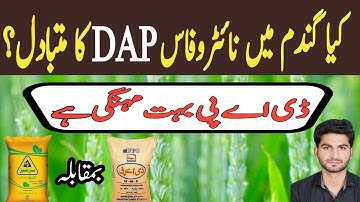Nitrophos as alternate of DAP fertilizer in wheat crop #dapfertilizer #dapkhad #cropreformer